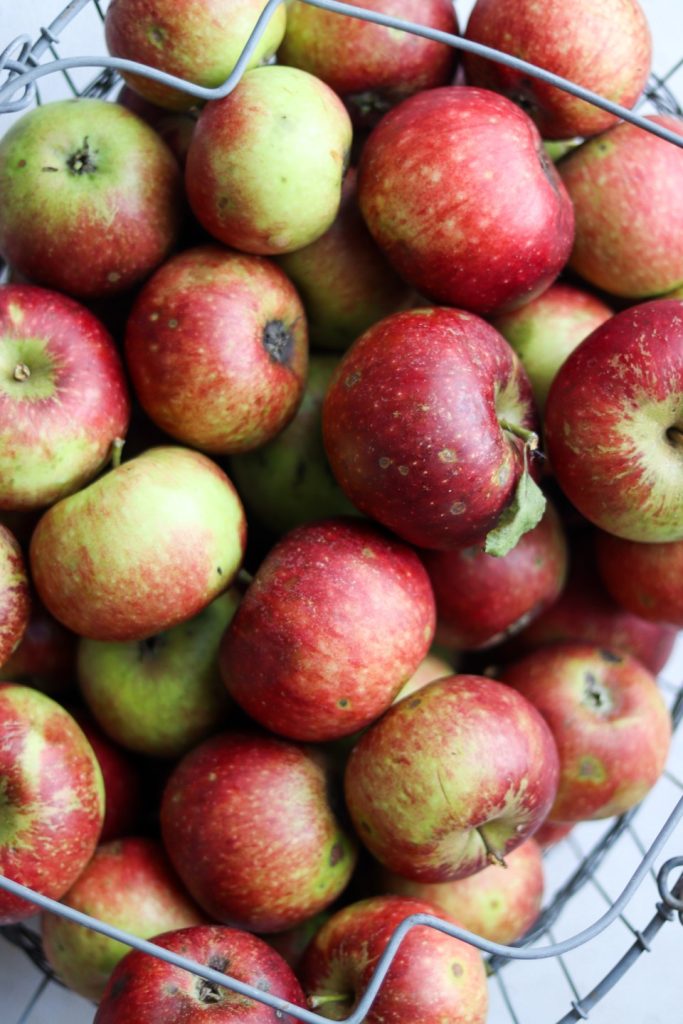 Æbler. Frugt og grønt i sæson september-november